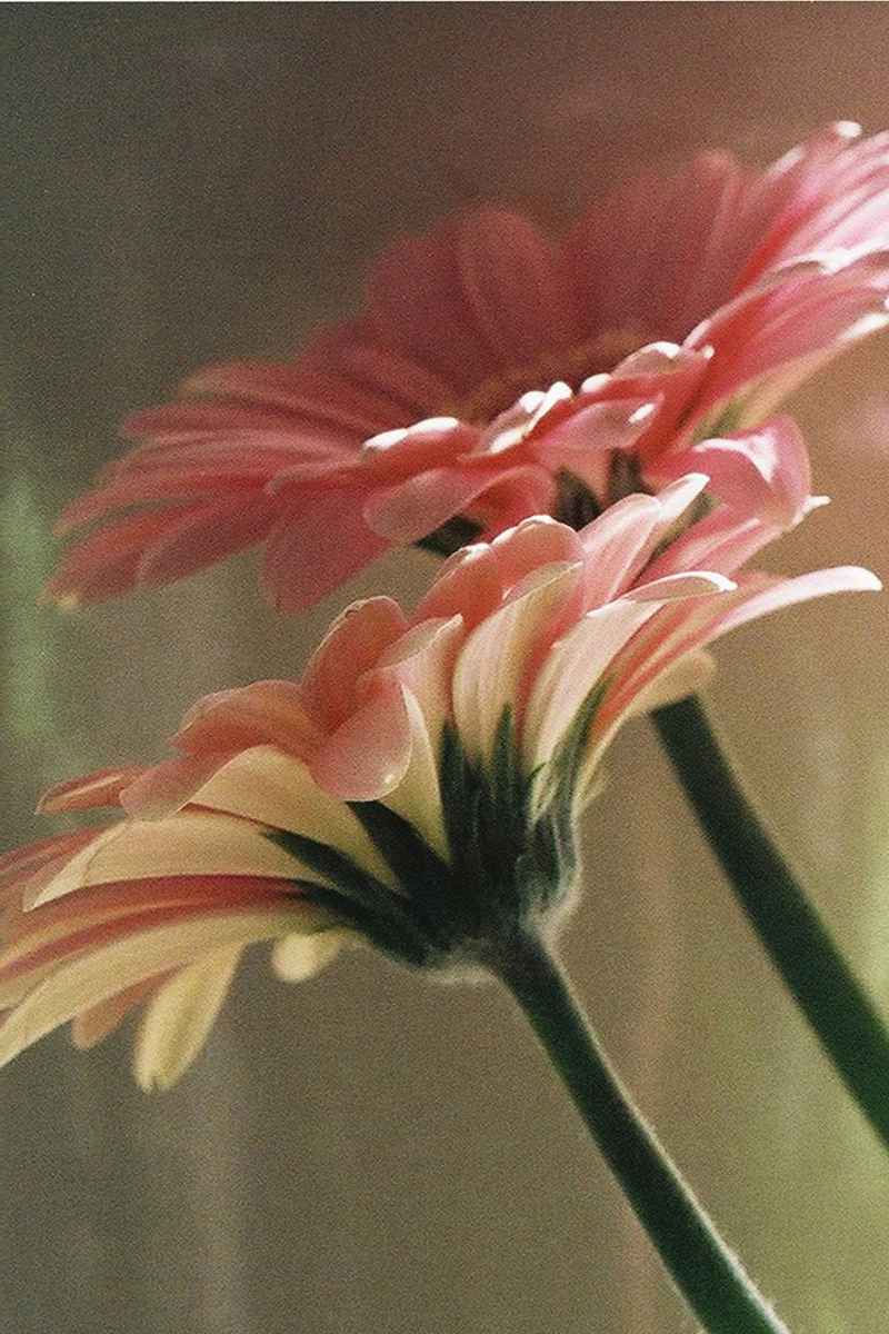 Gerberas, by Yolande Morin