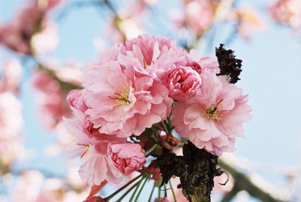 Cherry Blossoms 1