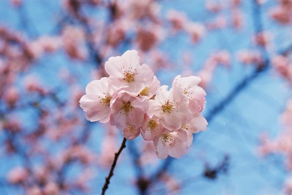 Cherry Blossoms