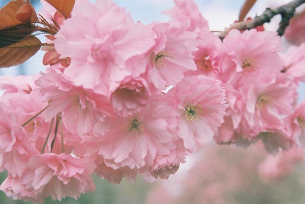 Cherry Blossoms 7