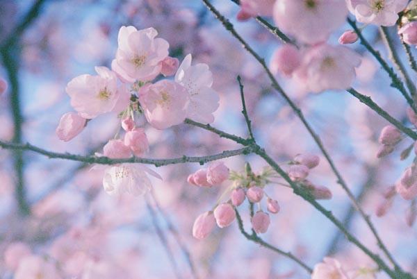 Cherry Blossoms 21