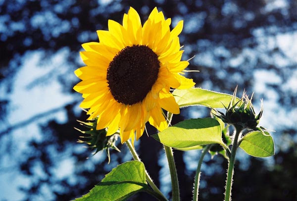 Sunflower 5