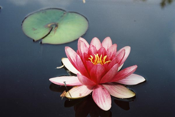 Water Lilies 9
