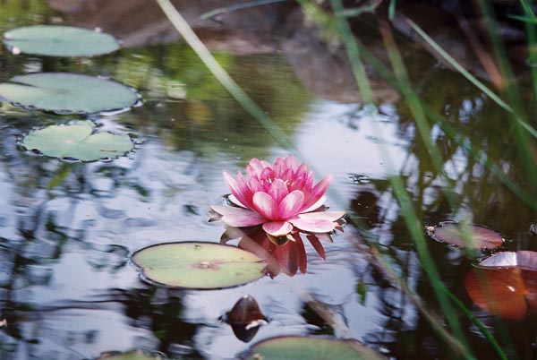 Water Lilies 10