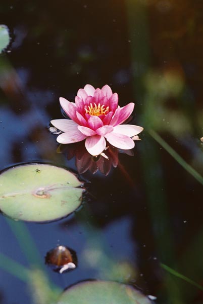 Water Lilies 11