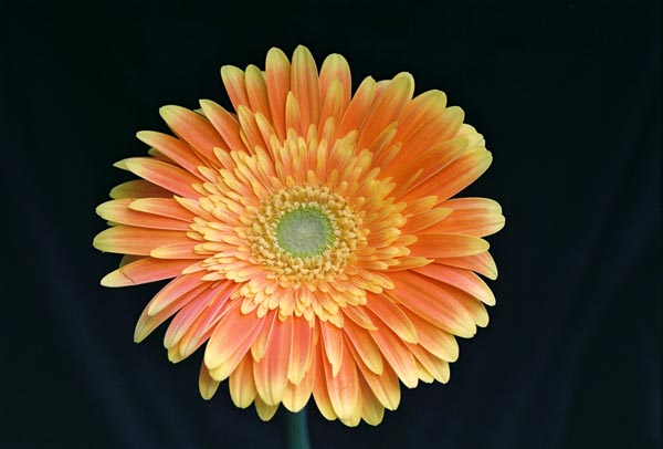Gerberas 44