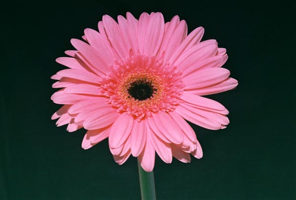 Gerberas 45