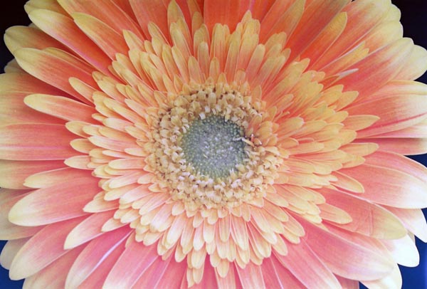 Gerberas 46