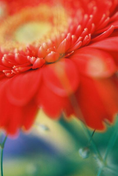 Gerberas 47