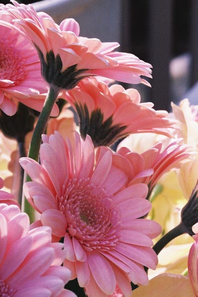 Gerberas 48