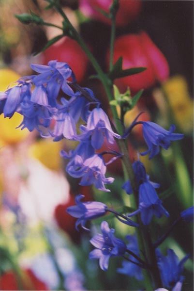 Bluebells 16