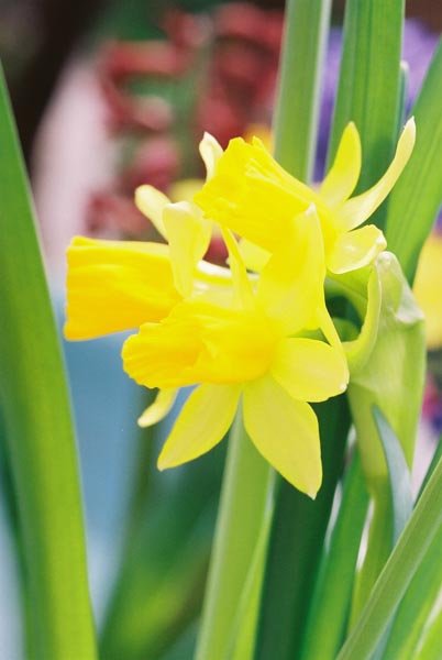Daffodils 20
