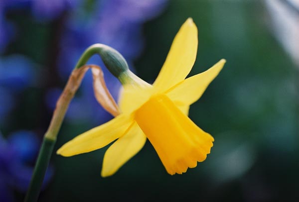 Daffodils 22