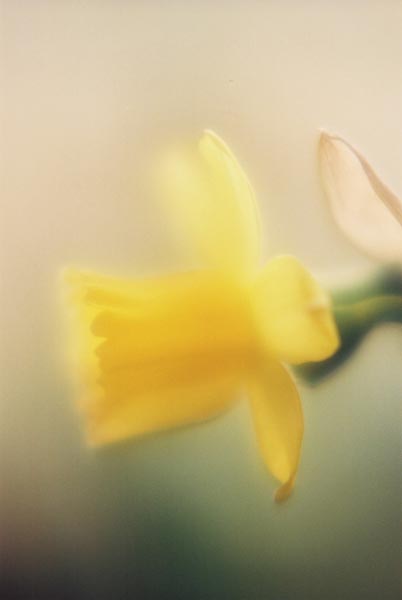 Daffodils 23