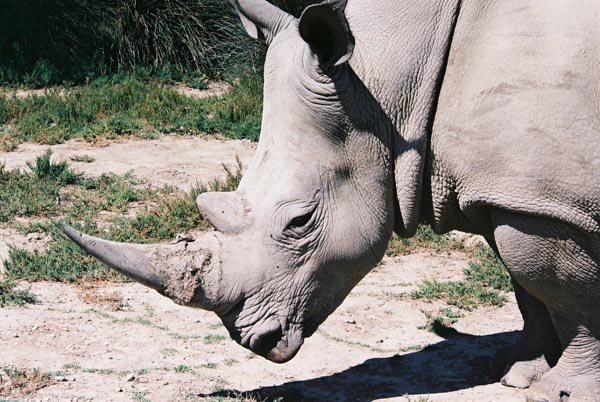 Rhinoceros 37
