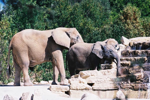 Elephants 38