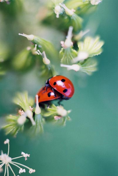 Ladybugs 7
