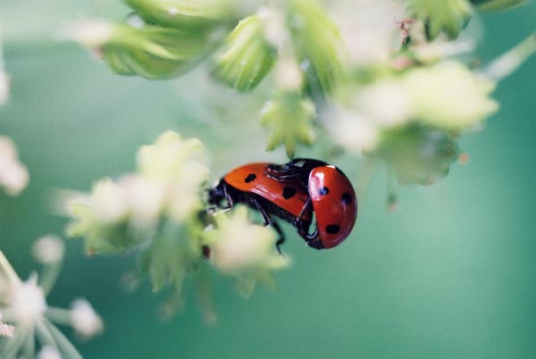 Ladybugs 9