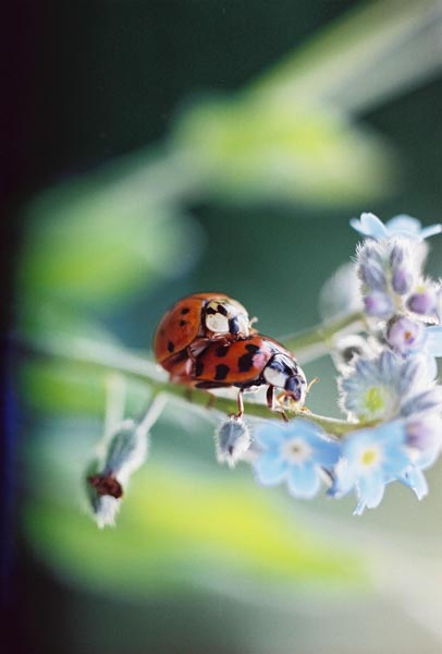Ladybugs 12