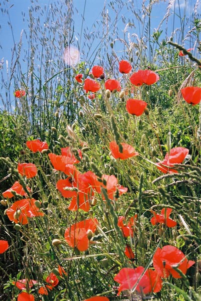 Poppies 2