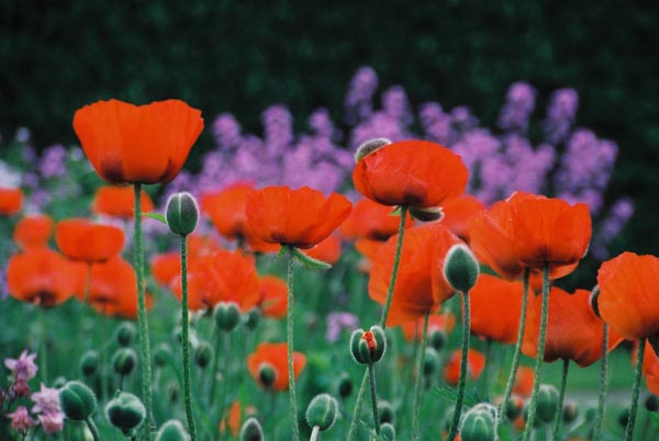 Poppies 3
