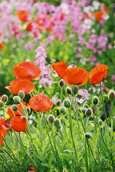 Poppies 6