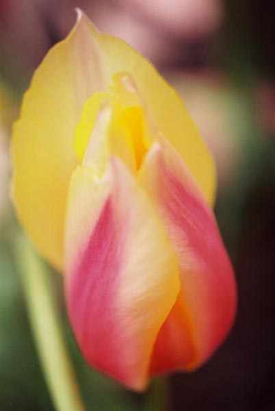Tulips 22