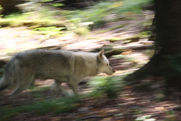 Wolfe Horse Buffalo Elk 26