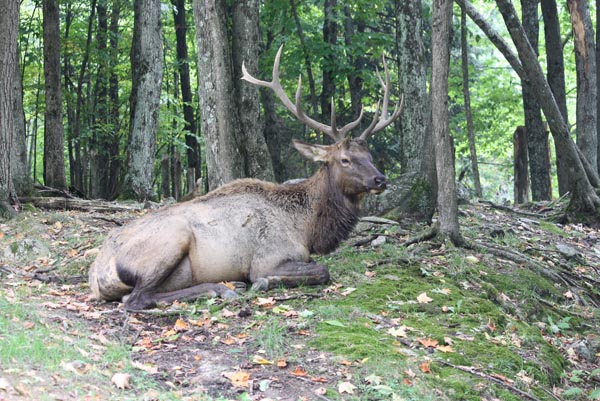 Wolfe Horse Buffalo Elk 27