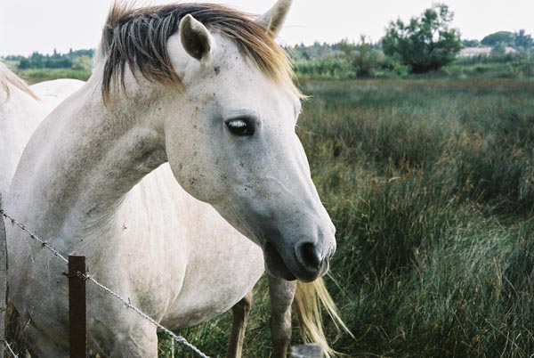 Wolfe Horse Buffalo Elk 28