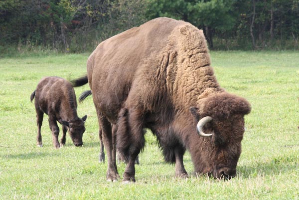 Wolfe Horse Buffalo Elk 29