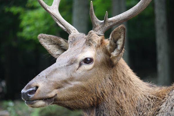 Wolfe Horse Buffalo Elk 30