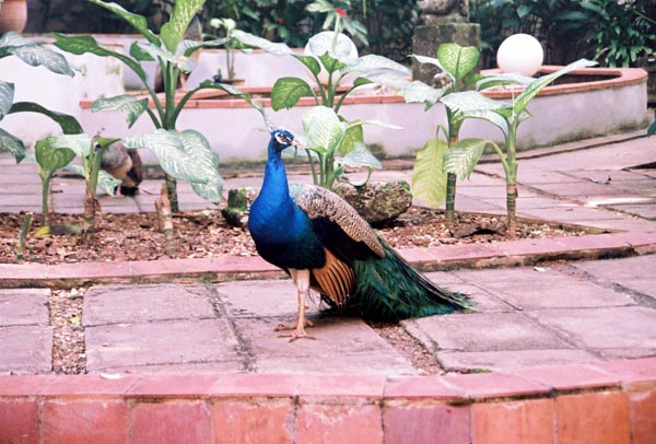 Peacock 20