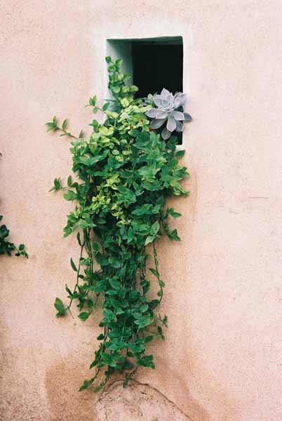 Walls and Windows 177