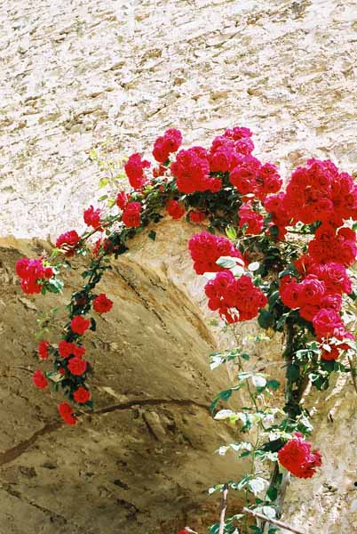 Walls and Windows 191