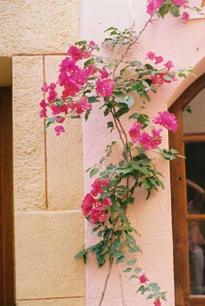 Walls and Windows 234