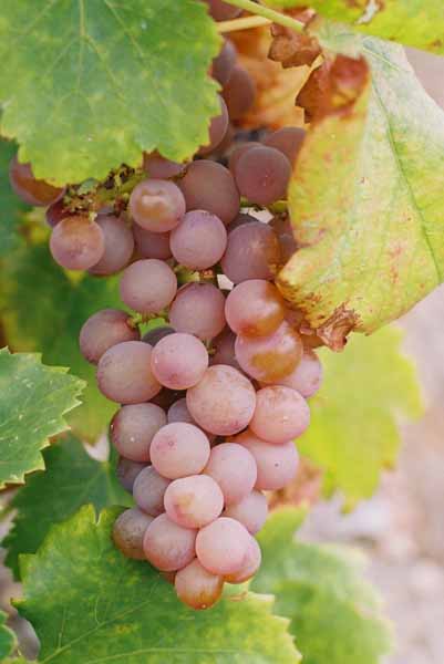 Grapes and Wine 481