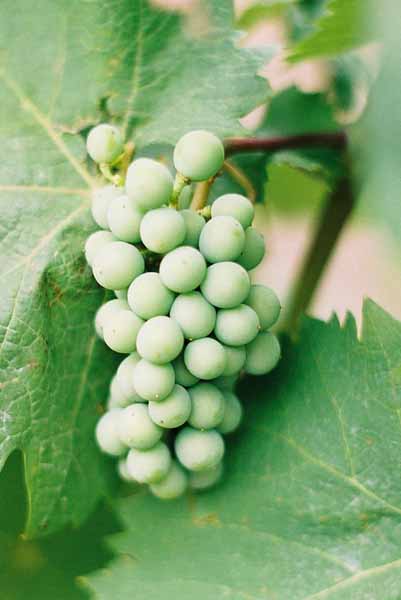 Grapes and Wine 482