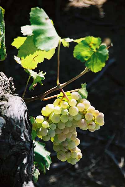 Grapes and Wine 483