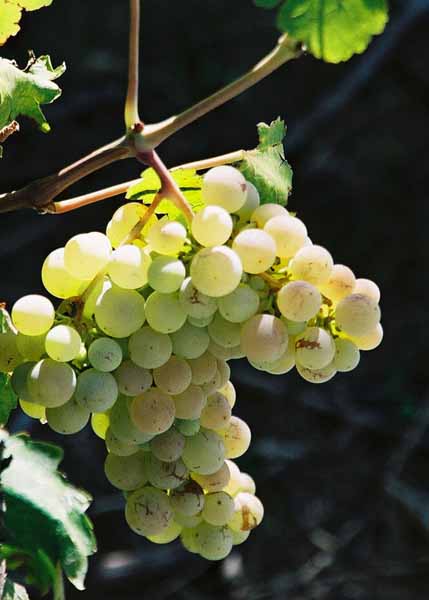 Grapes and Wine 484