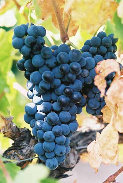 Grapes and Wine 485