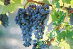 Grapes and Wine 487