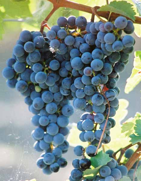 Grapes and Wine 488