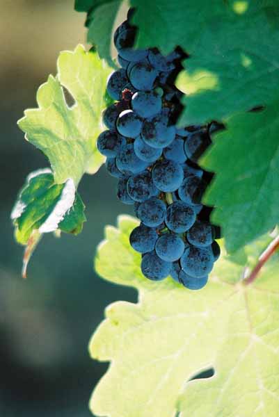 Grapes and Wine 490