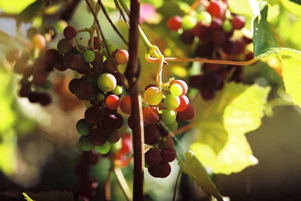 Grapes and Wine 496