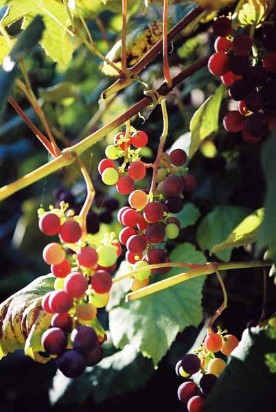 Grapes and Wine 497