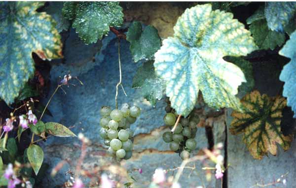 Grapes and Wine 508