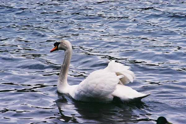 Swans 958