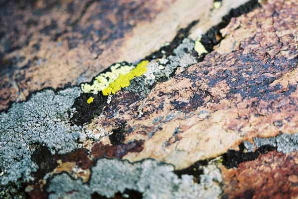 Lichen 1057