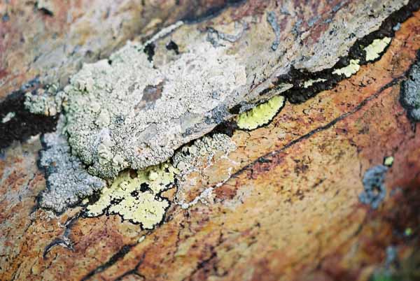 Lichen 1058
